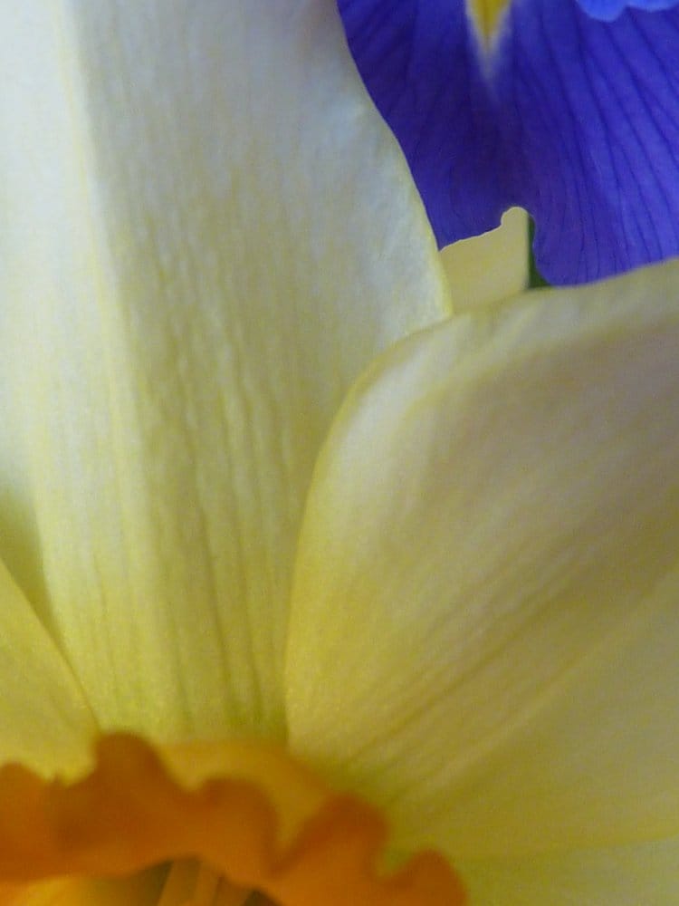 Janet Anthony MA, LPC - grief counselor in Dallas, TX