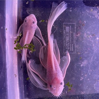Tsunami Aquatics - Ancistrus sp. "SNOW WHITE BRISTLENOSE LONGFIN" adult pair - Aquarium Services Near Me - Tucson, Arizona Tsunami Aquatics - Ancistrus sp. "SNOW WHITE BRISTLENOSE LONGFIN" adult pair - Aquarium Services Near Me - Tucson, Arizona