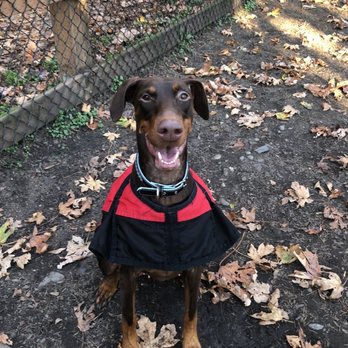 Dog Gone Seattle - Our red doberman, Boo! - Pet Adoption Near Me
