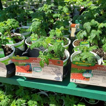 The Home Depot - Tomatoes - Nurseries & Gardening Near Me - Watchung, New Jersey