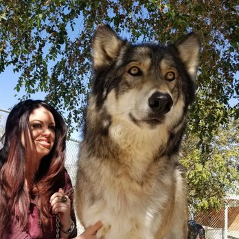 Wolf Mountain Sanctuary - Animal Shelters Near Me - Lucerne Valley, California Wolf Mountain Sanctuary - Animal Shelters Near Me - Lucerne Valley, California