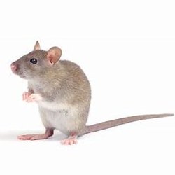 Nash Pest Management