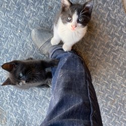 Bar SZ Ranch - Kittens!!!