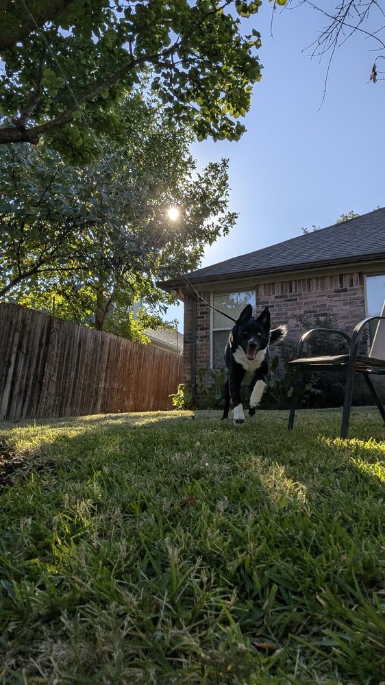Pawfect Companions - pet boarding facility in Arlington, TX
