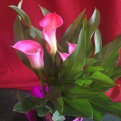 Beautiful calla lilies!
