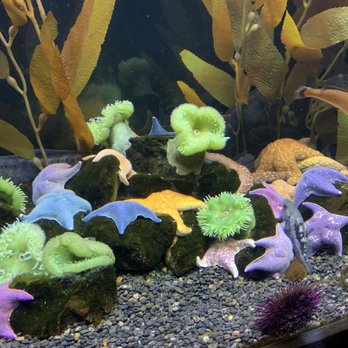 Downtown Aquarium - Those are the real colors of the starfish ! - Museums Near Me - Denver, Colorado Downtown Aquarium - Those are the real colors of the starfish ! - Museums Near Me - Denver, Colorado