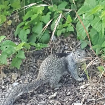 Willow Creek Park - Mr. Squirrel smelling the Roses... or maybe it's the weeds! - Parks Near Me - Davis, California Willow Creek Park - Mr. Squirrel smelling the Roses... or maybe it's the weeds! - Parks Near Me - Davis, California