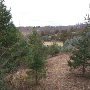 Paproski's Tree Farm - Christmas Trees Near Me - Newtown, Connecticut Paproski's Tree Farm - Christmas Trees Near Me - Newtown, Connecticut