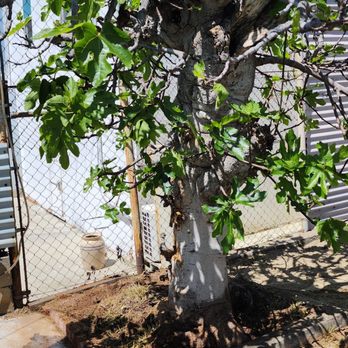 Paradise Landscaping and Gardening - Fig Tree - Landscaping Near Me Paradise Landscaping and Gardening - Fig Tree - Landscaping Near Me