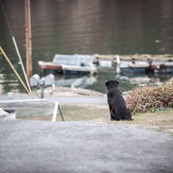 Buck Bay Shellfish Farm - Owner's dog, DeOghee looking out at Buck Bay Picture by John Sinclair, wedinwashington.com - Seafood Markets Near Me - Olga, Washington Buck Bay Shellfish Farm - Owner's dog, DeOghee looking out at Buck Bay Picture by John Sinclair, wedinwashington.com - Seafood Markets Near Me - Olga, Washington