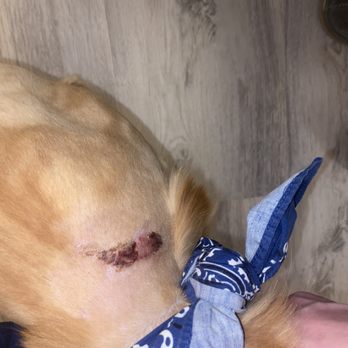 Tabby & Jacks - Injury from groomers - Pet Stores Near Me - Fitchburg, Wisconsin Tabby & Jacks - Injury from groomers - Pet Stores Near Me - Fitchburg, Wisconsin