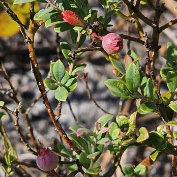 Archbold Biological Station - Blueberry species - Community Service/Non-Profit Near Me - Lake Placid, Florida Archbold Biological Station - Blueberry species - Community Service/Non-Profit Near Me - Lake Placid, Florida