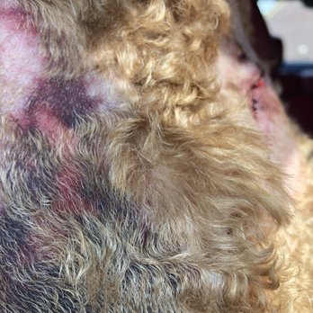 Fetch Pet Resort - More stitches and bruising from attack - Pet Groomers Near Me - Humble, Texas