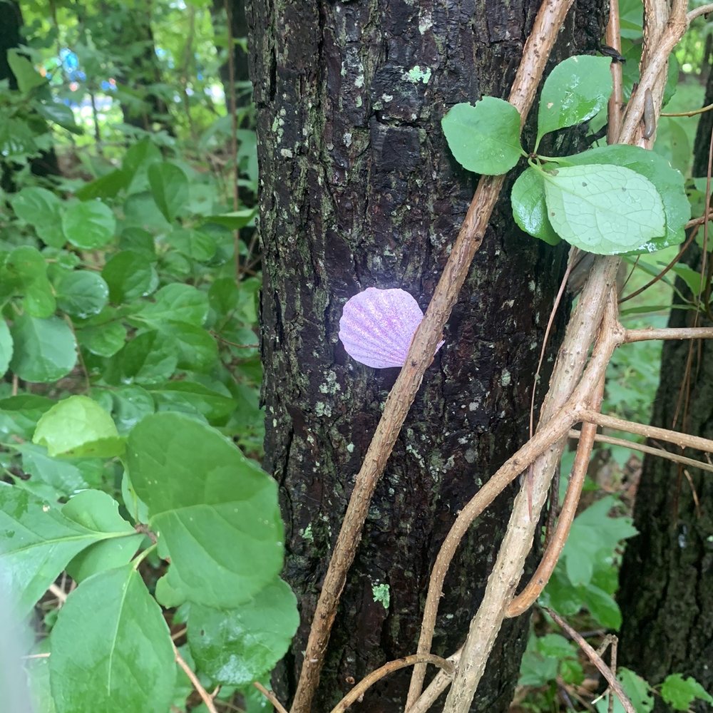 Painted sea shells hidden on the trail