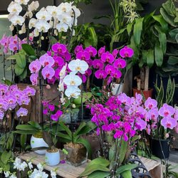 Tom's Florist