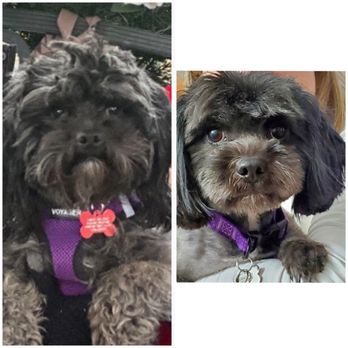The Canine Cosmetology Studio - Before & After! Thank you, Randi! - Pet Groomers Near Me - Van Nuys, California The Canine Cosmetology Studio - Before & After! Thank you, Randi! - Pet Groomers Near Me - Van Nuys, California
