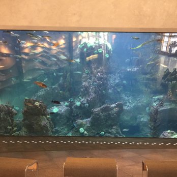Seattle Aquarium - Aquariums Near Me - Seattle, Washington Seattle Aquarium - Aquariums Near Me - Seattle, Washington
