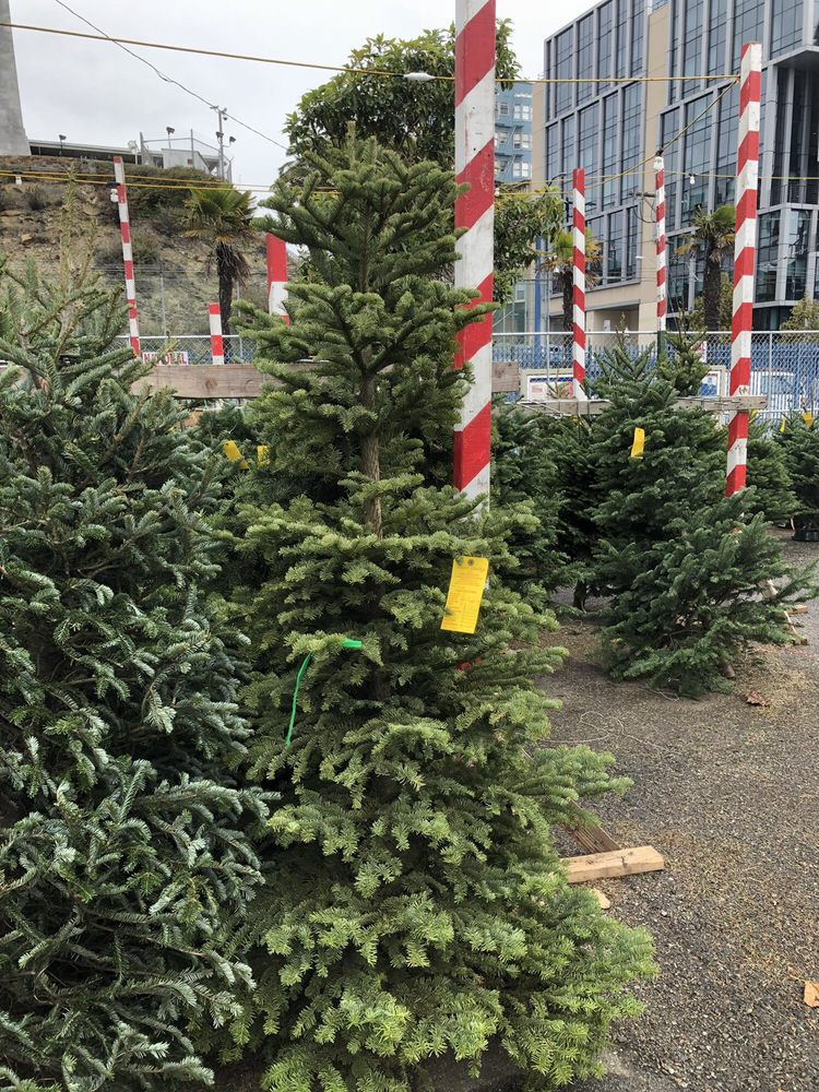 DELANCEY STREET HOLIDAY TREES Updated July 2024 2020 Market St, San