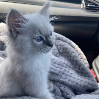 SD Ragdolls - going home - Pet Breeders Near Me - Beverly Hills, California SD Ragdolls - going home - Pet Breeders Near Me - Beverly Hills, California