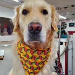 I am so handsome when I go to Calling All Paws!
