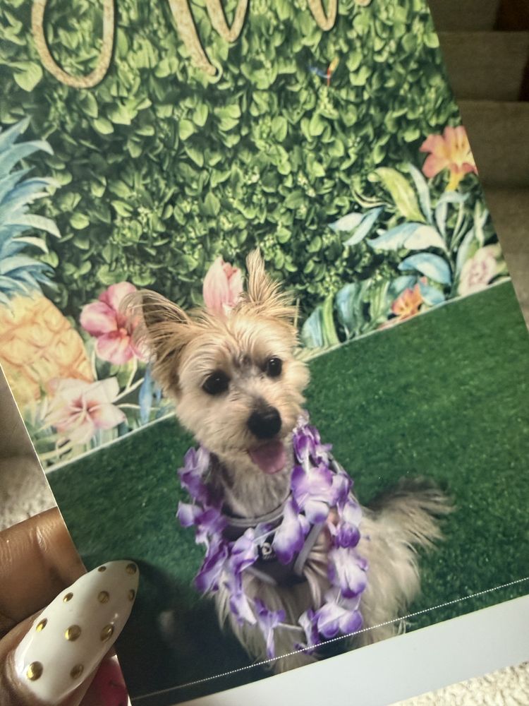 Paws Play - pet boarding facility in Euclid, OH
