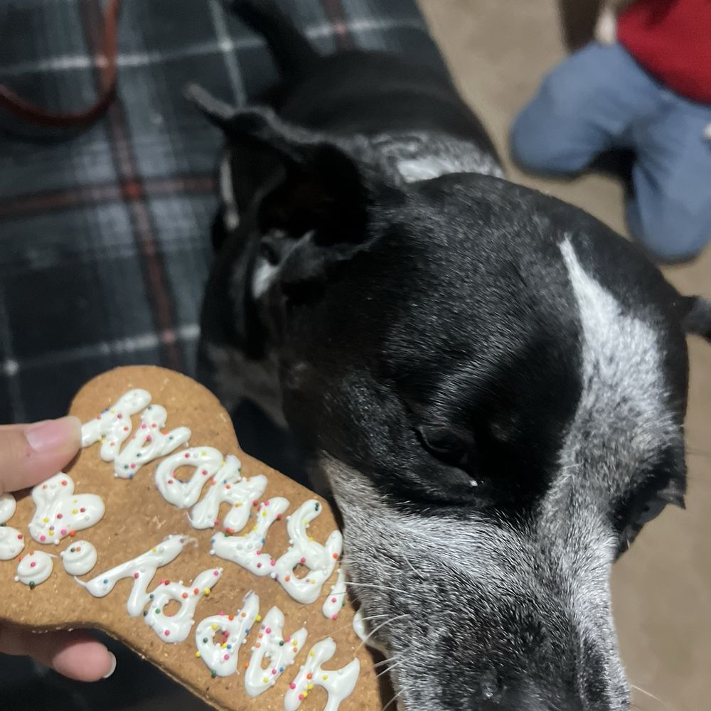 Three Dog Bakery - Pet Stores Near Me - Kansas City, Missouri Three Dog Bakery - Pet Stores Near Me - Kansas City, Missouri