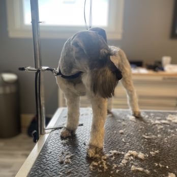 Leash & Lather - Pet Groomers Near Me - Redmond, Oregon