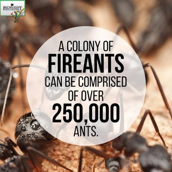 Palm Coast Pest Control - We take care of Fire Ant problems... call us! - Pest Control Near Me - Jupiter, Florida Palm Coast Pest Control - We take care of Fire Ant problems... call us! - Pest Control Near Me - Jupiter, Florida