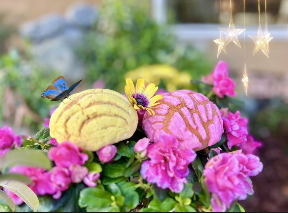 Northgate Market gift card