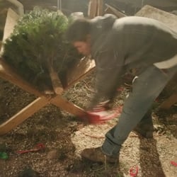 Columbine Christmas Trees - Friendly staff. They fresh cut, install tree stand and even tie it up on your car for you!