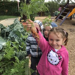 Montessori In Motion - Montessori in Motion carrots.