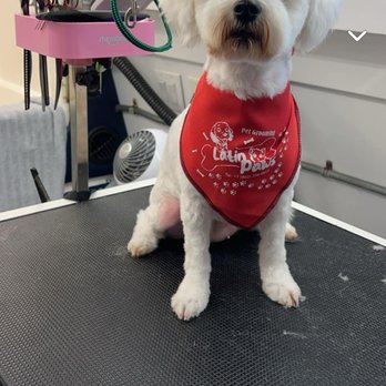 Latin Paws - Pet Groomers Near Me - Elizabeth, New Jersey Latin Paws - Pet Groomers Near Me - Elizabeth, New Jersey