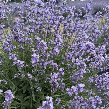 Ocimeae Lavender Farm - Farms Near Me - Webberville, Michigan Ocimeae Lavender Farm - Farms Near Me - Webberville, Michigan