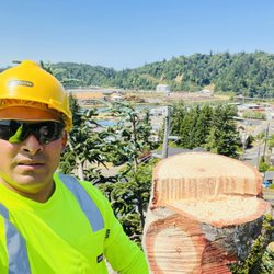 jjj tree services - Topping a tree above toledo