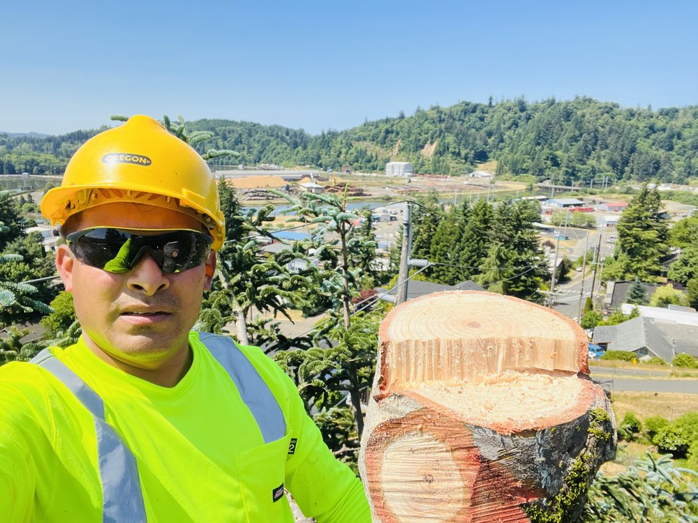 JJJ TREE SERVICES Updated August 2024 115 Photos 926 SW 7th St