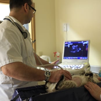 Rosslyn Veterinary Clinic - Dr Calin Catarig performing an abdominal ultrasound study - Veterinarians Near Me - Edmonton, Alberta Rosslyn Veterinary Clinic - Dr Calin Catarig performing an abdominal ultrasound study - Veterinarians Near Me - Edmonton, Alberta