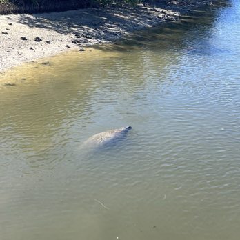 Manatee Viewing Center - Manatee - Zoos Near Me - Apollo Beach, Florida