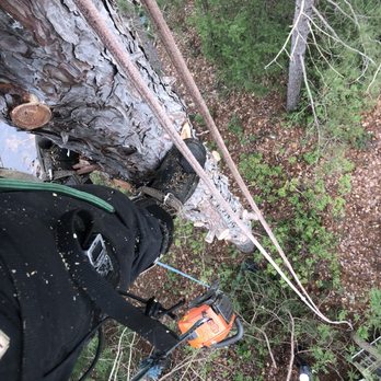 Cliff Side Tree - Tree Services Near Me Cliff Side Tree - Tree Services Near Me