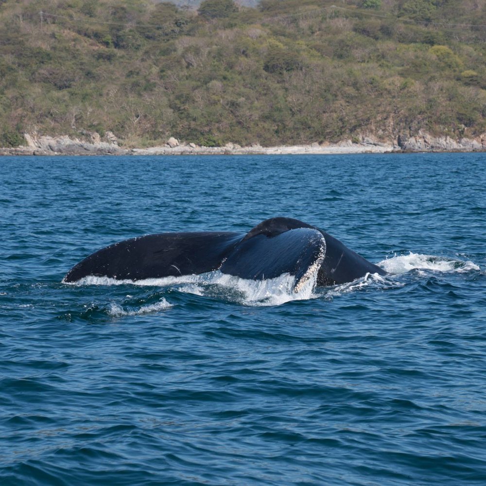 Whale of a tale! Whale of a tale!