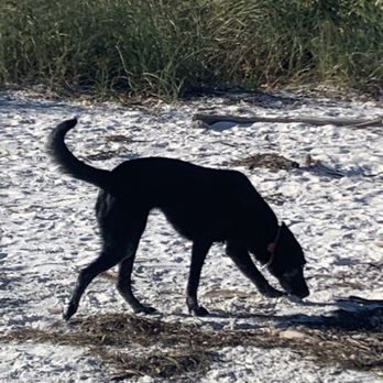 Pass-A-Grille Dog Beach - Dog Parks Near Me - St. Pete Beach, Florida