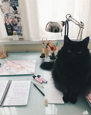 Le Chat Noir Language