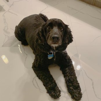 Cookies Pet Grooming - After! - Pet Groomers Near Me - Miami, Florida Cookies Pet Grooming - After! - Pet Groomers Near Me - Miami, Florida
