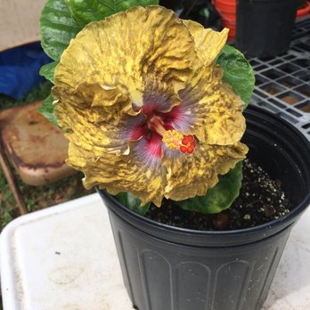 Happy Plants Nursery - Nurseries & Gardening Near Me - Waimanalo, Hawaii