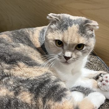 Cat Café MOFF - Scottish Fold named Mai - Themed Cafes Near Me - Honolulu, Hawaii Cat Café MOFF - Scottish Fold named Mai - Themed Cafes Near Me - Honolulu, Hawaii