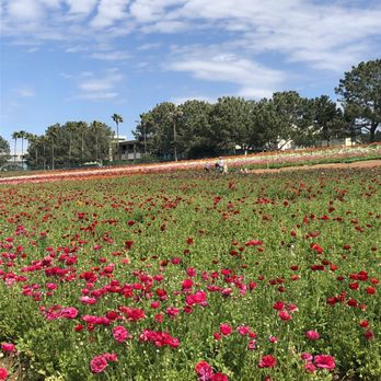 The Flower Fields - Venues & Event Spaces Near Me - Carlsbad, California The Flower Fields - Venues & Event Spaces Near Me - Carlsbad, California