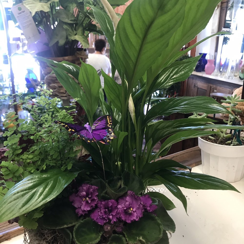 Chase Flower Shop - The plant and floral potted arrangement {love} - Florists Near Me - Fresno, California Chase Flower Shop - The plant and floral potted arrangement {love} - Florists Near Me - Fresno, California