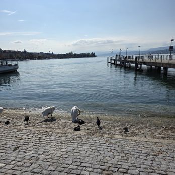 Bürkliplatz - The swans view of Lake Zurich - Landmarks & Historical Buildings Near Me - Zürich, ZH