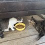 Photo of Fat Cat Rescue