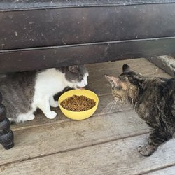 Fat Cat Rescue