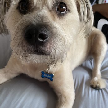 Kaalys Mobile Pet Grooming - Pet Groomers Near Me - Vista, California